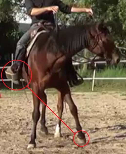 Natural Horsemanship: position your legs and your hands to move in harmony with your horse