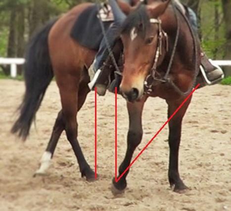 Natural Horsemanship: position your legs and pick your rein in order to turn with your horse