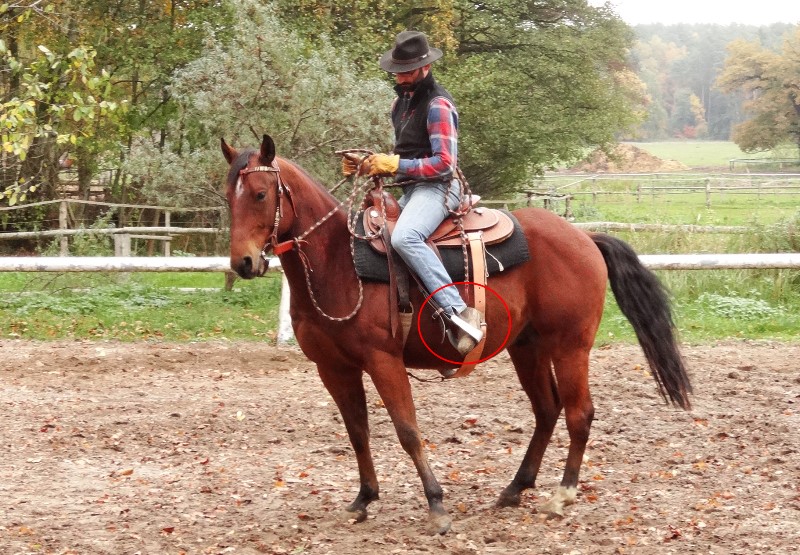 Natural Horsemanship: untracking the hind legs to educate a horse to think