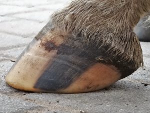 Hind left hoof fro the side before the first trimming