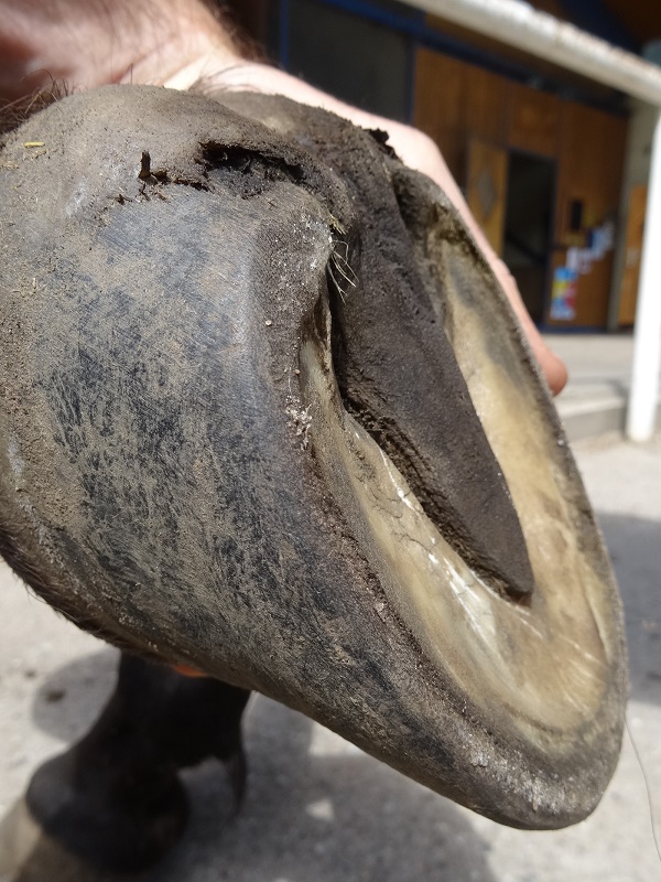Hoof care: finished product of natural trimmed hoof after three months