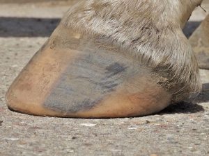 Natural trimming: Hind left hoof from the side after three months