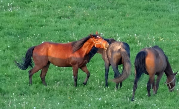 Horses establish leadership by pushing and moving others away