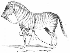 Horseman - John Solomon Rarey's method to strap up horses