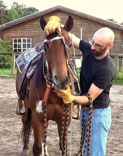 Natural Horsemanship: how to bridle a horse