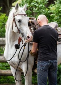 Natural Horsemanship: how to tighten gently the girth