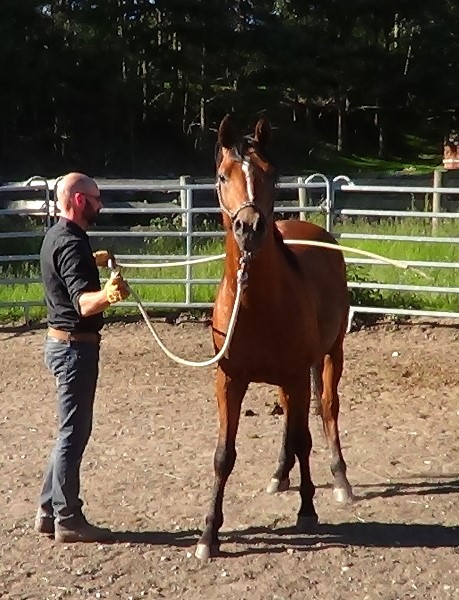 Natural Horsemanship: how to desensitize a horse to the lead rope