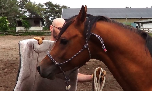 Natural Horsemanship: how to present the saddle pad or blanket