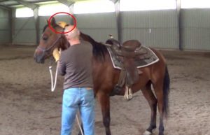 How to teach your horse to put the head down for an easy bridling