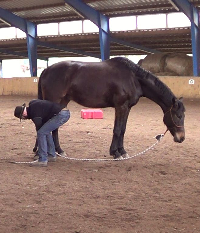 Natural Horsemanship: teaching a kicking horse to lift its feet
