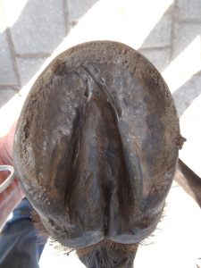 Right front hoof (under)