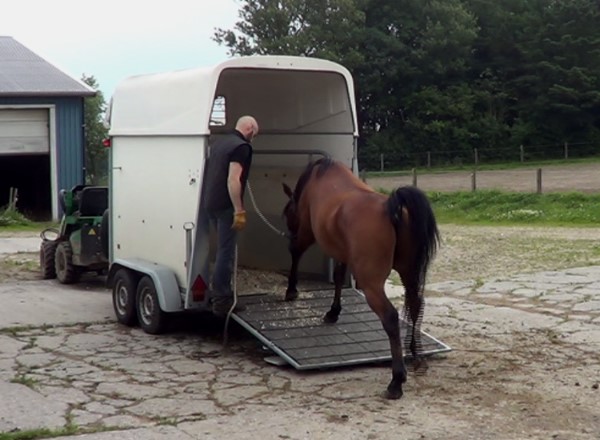 Comment faire monter un cheval dans le van ?