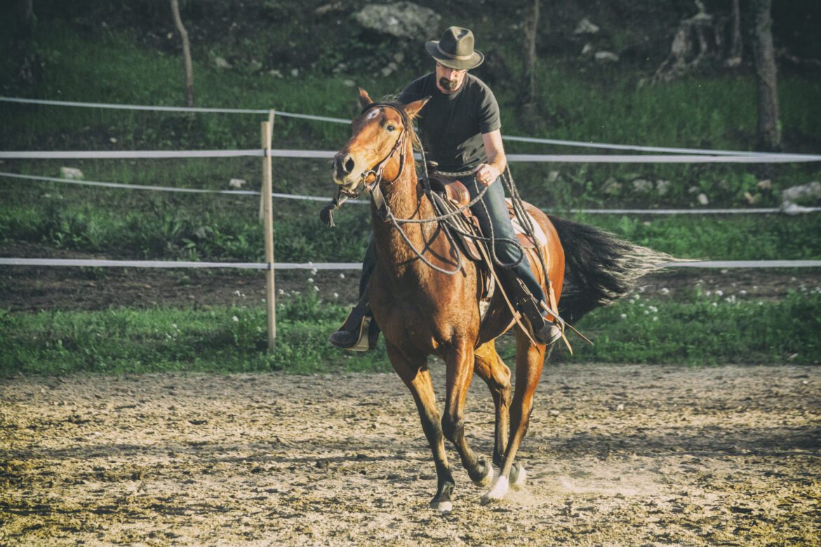 quarter_horse_natural_horsemanship_education