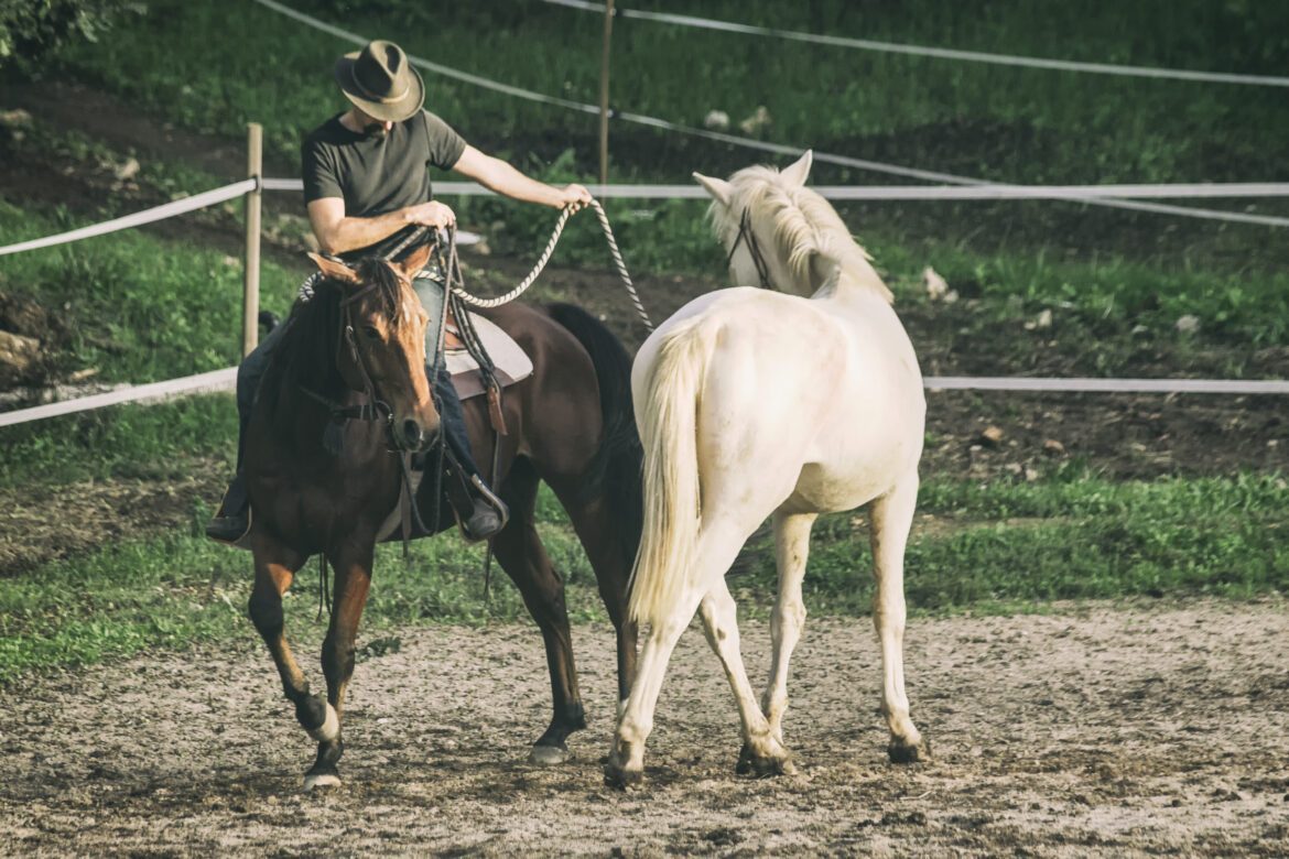 lunging_horse_from_the_saddle