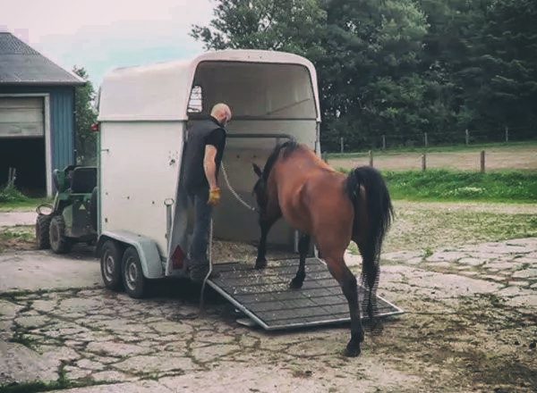 How to load a horse?