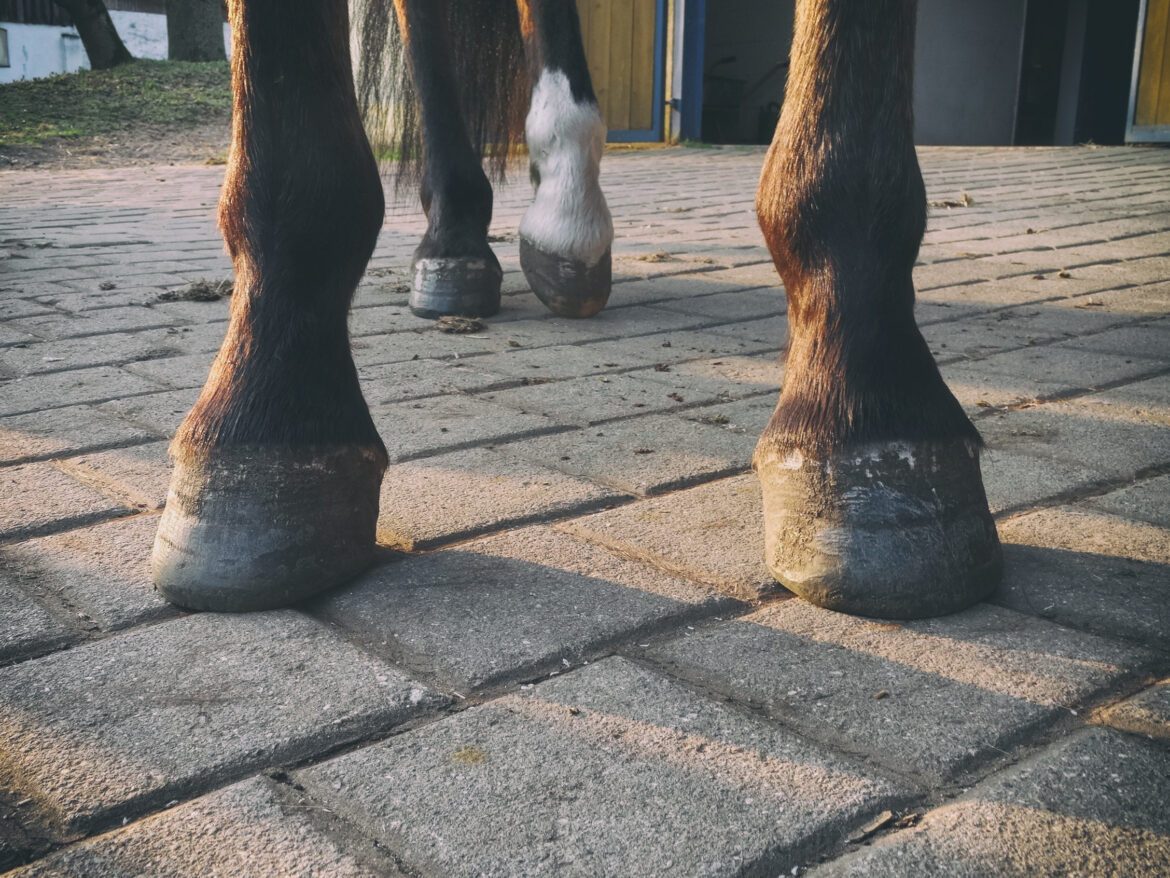 hoof_care-natural_trimming-hooves_contaminated_with_deep_thrush