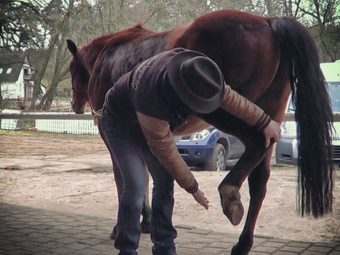 howto-teach_a_horse_to_give_hoof