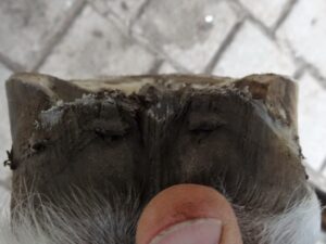 Front left hoof after trimming, heels