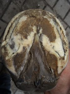 Front left hoof after trimming, sole