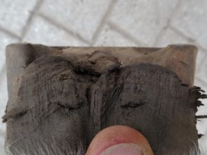 Front left hoof before trimming, heels