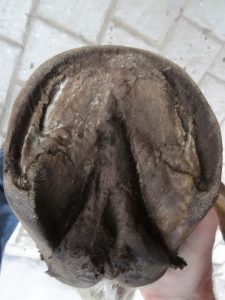 Front left hoof before trimming, sole