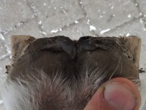 Front right hoof after trimming, heels