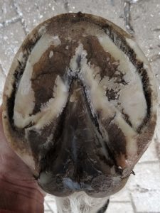 Front right hoof after trimming, sole