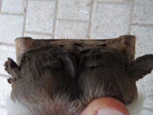 Front right hoof before trimming, heels
