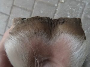 Hind left hoof after trimming, heels