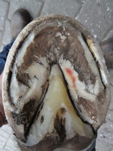Hind left hoof after trimming, sole