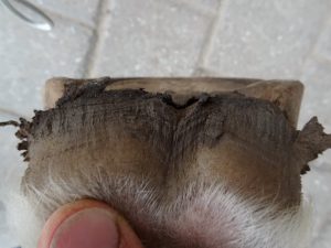 Hind left hoof before trimming, heels