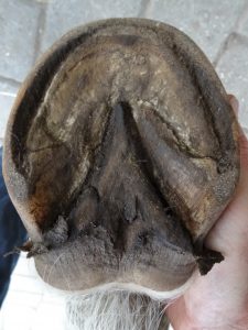 Hind left hoof before trimming, sole