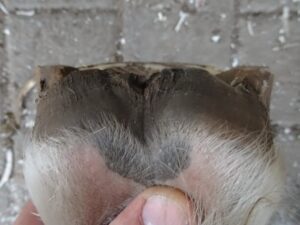 Hind right hoof after trimming, heels