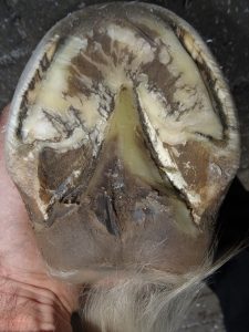 Hind right hoof after trimming, sole