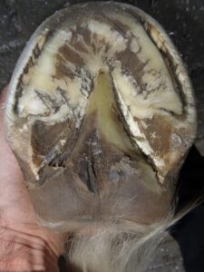 Hind right hoof after trimming, sole