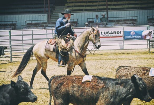 Californio Vaquero natural horsemanship