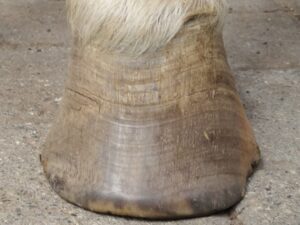 Left front hoof June 6