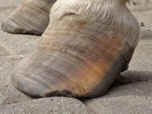 Left front hoof June 6 - Side