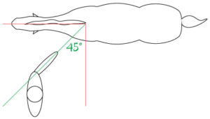 Übungen - Bodenarbeit - Gute Position um eines Pferdes zu desensibilisierung mit der Fahne