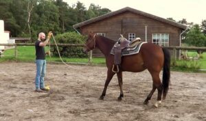 Horsemanship program: rückwärtsgehen ist ein grundlegendes, um in Bezug auf ein Pferd zu lehren