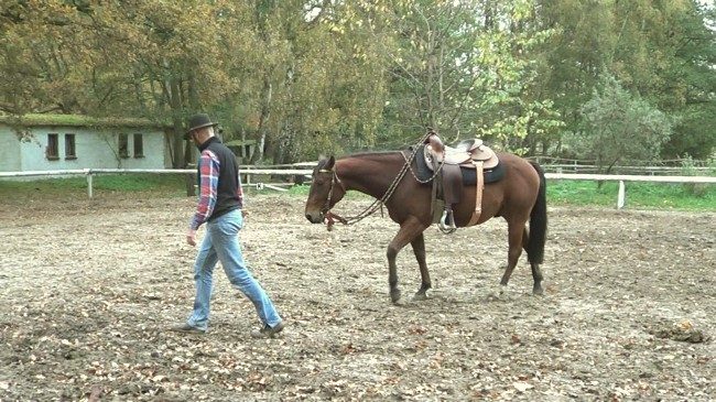 Natural Horsemanship: ein Pferd, vertraut Ihnen folgt Ihnen überall