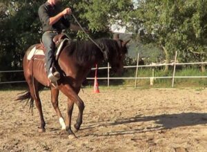 Equitation éthologique : relâchez la rêne dèsque votre cheval croise les antérieurs