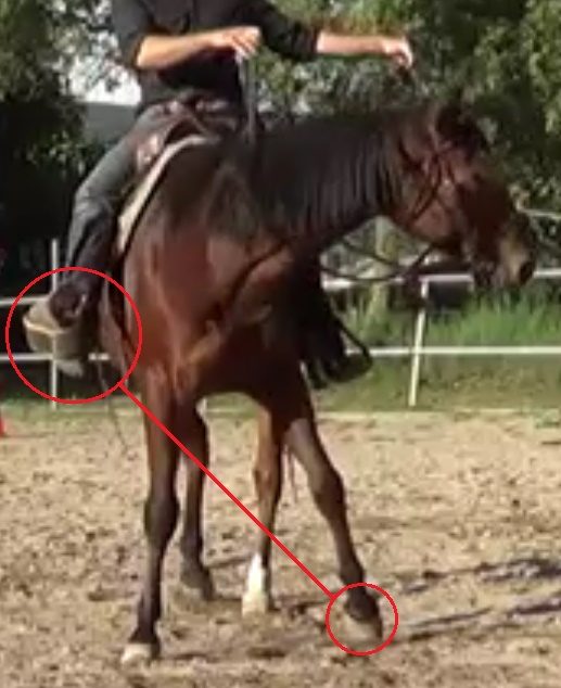 Equitation éthologique: positionnez vos mains et vos jambes pour vous déplacer en harmonie avec votre cheval