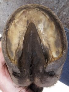 Brego's front left hoof in early July 2014
