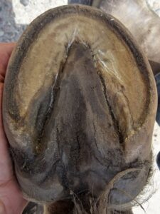 Brego's hind left hoof in early July 2014