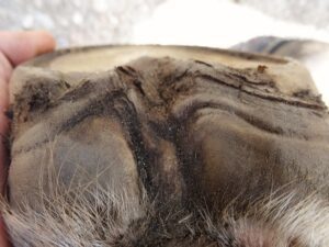 Hind left hoof from the bulbs, growing a new frog