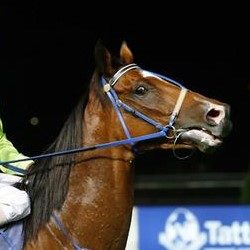 Horsemanship in ancient Greece says not to pull hard on the reins
