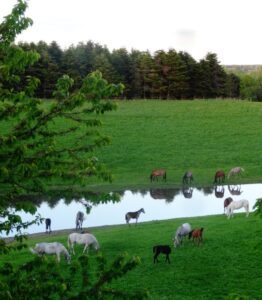 Natural Horsemanship is based on observations of horses in their own herd