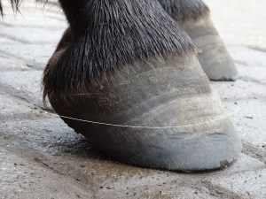Natural trimming: way too long hoof, under-run heels
