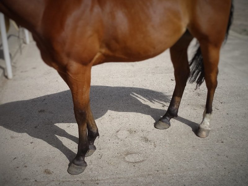 Hoof Care: hoof rehabilitation, three months later